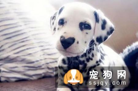 狗鼻子的湿与干 能证明狗狗的健康与否吗？