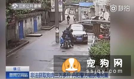 养狗狗的这些坏习惯可能致命，请注意！