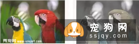 狗狗的视力好吗，狗狗眼里看到的世界是什么样的?