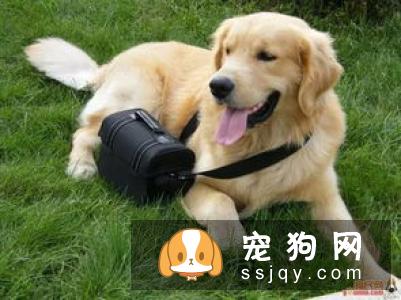狗狗有异食癖，乱吃东西该如何治疗？