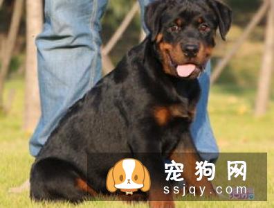 哈多利系博美犬多少钱,价格怎样,不懂挑选怎么破?