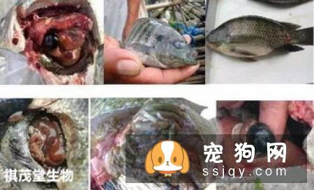 阿拉斯加犯皮肤病该如何治疗与预防
