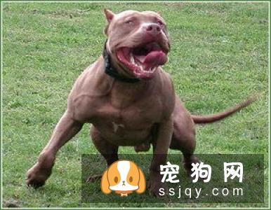 世界最凶猛的犬之美国比特犬