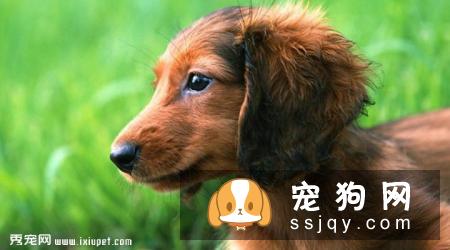 腊肠犬饲养要点有哪些？