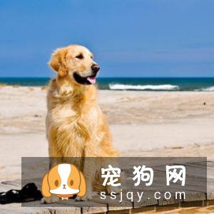 粗毛意大利猎犬好养吗_怎么饲养？