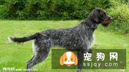 硬毛指示格里芬犬多少钱一只,好养吗_智商|价格|图片