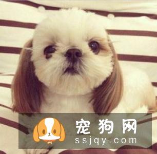 狗狗不出汗能散热吗？狗狗可以吹风扇散热吗？