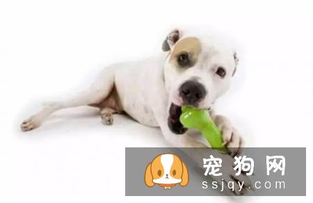 常识帖！宠物口腔知识