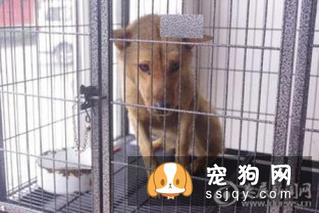 狗狗在多大的时候接受训练最有效