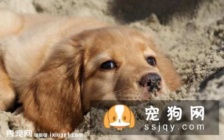 幼狗流鼻涕，狗狗流黄鼻涕