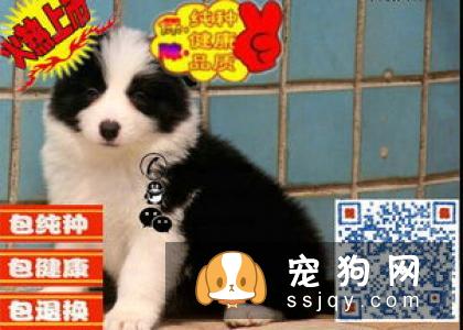 坎高犬智商高吗,多少钱一只？