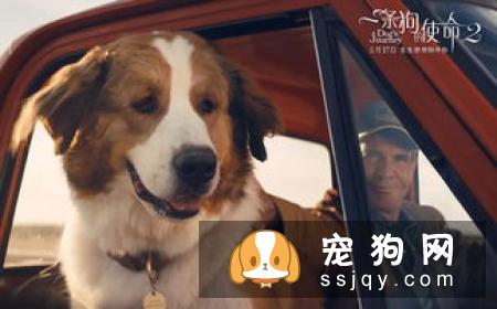 如何把你的狗狗训练成搜索犬