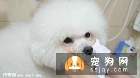 消除狗狗泪痕的方法?狗狗流泪的原因