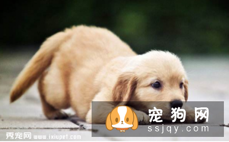 狗狗健康无碍度过春季，这四个要点要注意