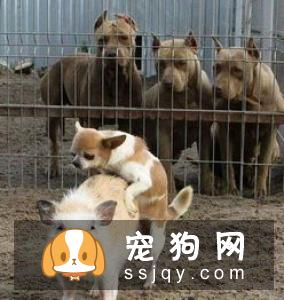 当狗狗老了，要注意他们的饮食