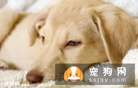 狗狗会哭吗，狗狗老是流眼泪怎么回事