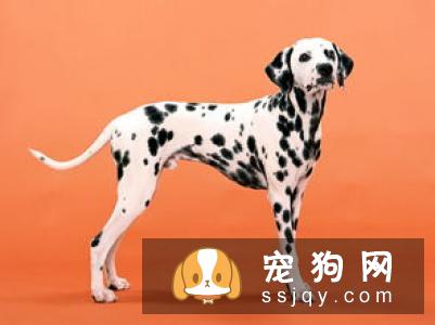 怎样让狗狗用餐时听主人的话，狗狗用餐顺序的训练方法！