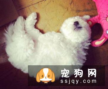 狗狗发烧有哪些症状和治疗方法