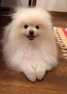 博美犬怎么训练 正规训练博美犬的方法