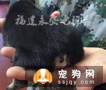 狗狗会哭吗，狗狗老是流眼泪怎么回事