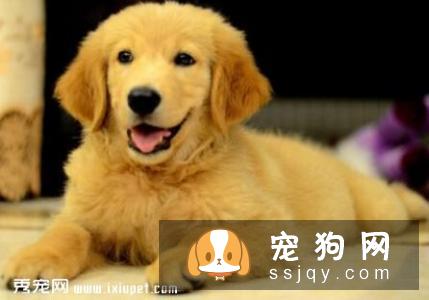 金毛和拉布拉多哪种适合家养？