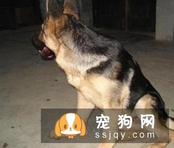 给狗狗补钙要适量，不然更危险！