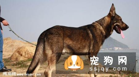 【昆明犬】昆明犬多少钱一只_昆明犬品种特征