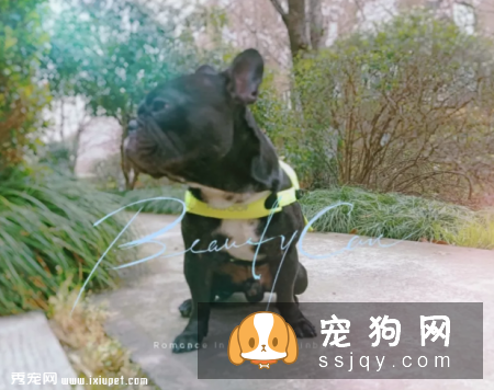 狗狗的视力好吗，狗狗眼里看到的世界是什么样的?