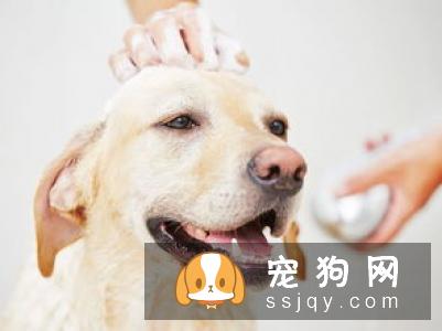 狗狗为什么刚洗好澡又有臭味了呢?
