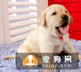 雪獒多少钱,好养吗?雪獒图片|价格|训练