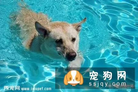 狗狗中暑的预防与救治！