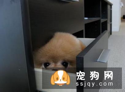 狗狗健康无碍度过春季，这四个要点要注意