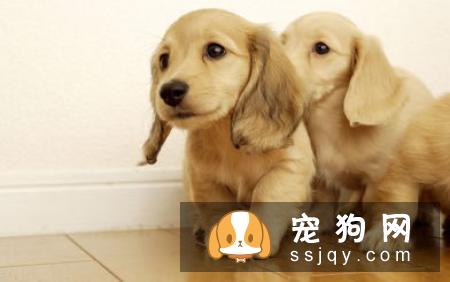 金毛狗粮如何挑选？喂养金毛需要注意哪些事项？