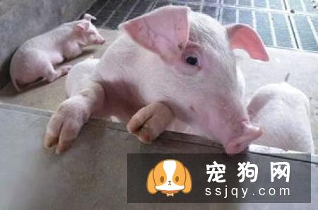 钩端螺旋体是一种人畜共患传染病