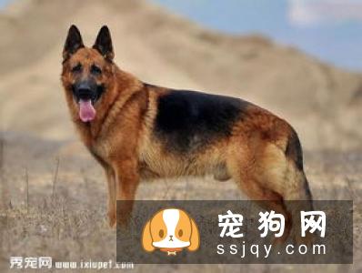 德国短毛指示猎犬多少钱一只,好养吗_图片|价格|训练