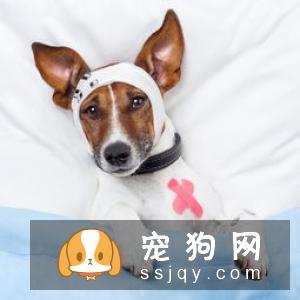 春季给狗狗洗澡有哪些地方需要注意的？