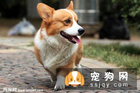 柯基的品种，还有第三种柯基哦