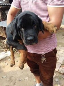 冠毛犬的饲养方法及训练方式_多少钱|图片