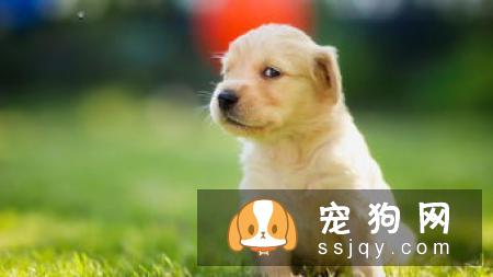 金毛和拉布拉多哪种适合家养？