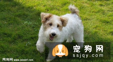 刚毛猎狐梗好养吗_如何训练|图片