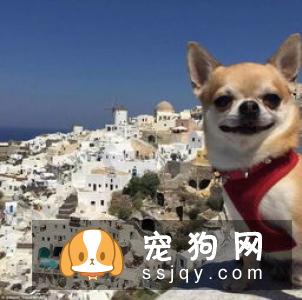 狗狗每天吃几顿饭最好,因为众说纷纭,都说狗不能多吃