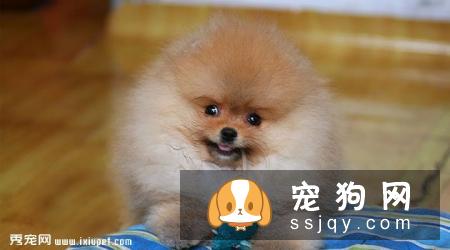 博美犬不能吃什么,博美犬可以吃什么,怎么喂？