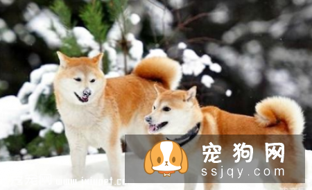 教你读懂狗狗的耳朵和眼睛的语言