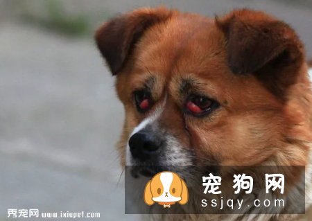 狗狗为什么会得红眼病，该怎么治疗