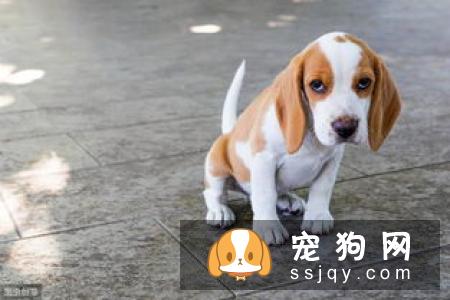 米格鲁猎兔犬智商排名_性格怎么样_名字的由来|图片