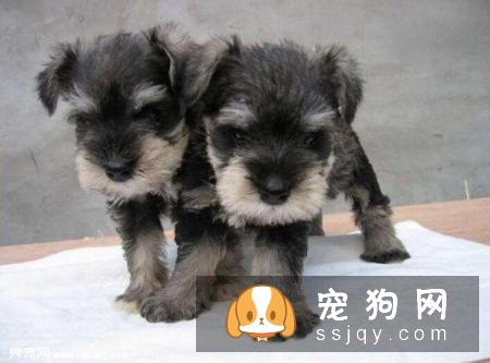 雪纳瑞为什么会呕吐？雪纳瑞呕吐应该怎么办？