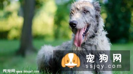 爱尔兰猎狼犬多少钱_智商排名_寿命
