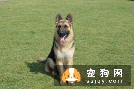 腊肠犬饲养要点有哪些？