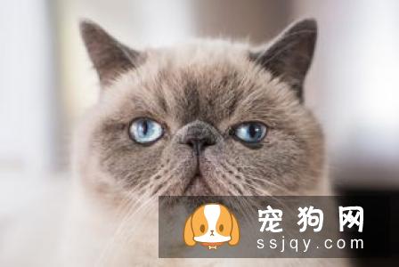 宠物的生理功能你知道多少？养宠人士了解一下！