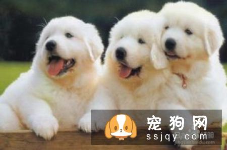 犬瘟热潜伏期症状_犬瘟热潜伏期多久